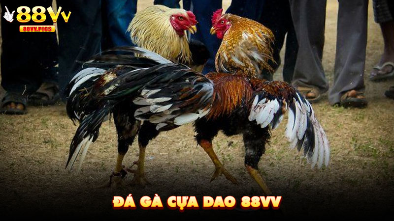 Đá Gà Cựa Dao 88VV