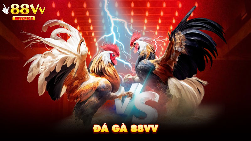 Đá gà 88VV