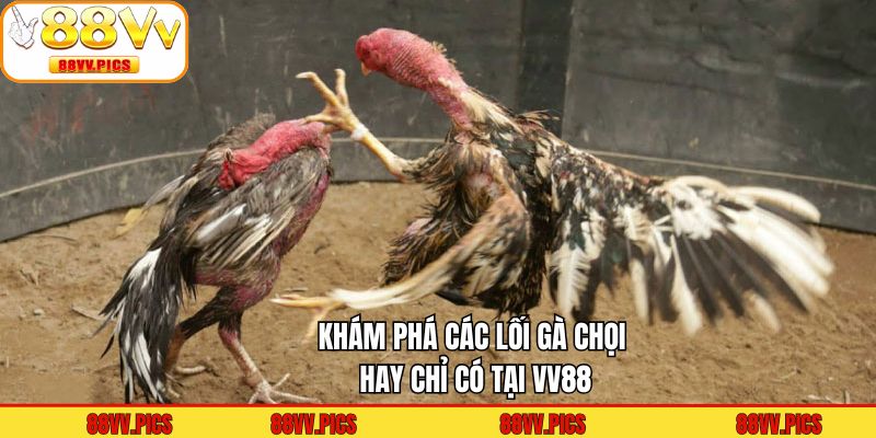 Khám phá các lối gà chọi hay chỉ có tại VV88