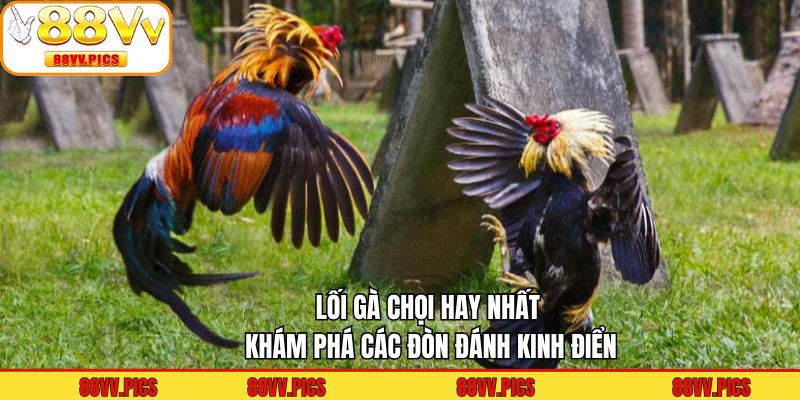 Lối Gà Chọi Hay Nhất - Khám Phá Các Đòn Đánh Kinh Điển